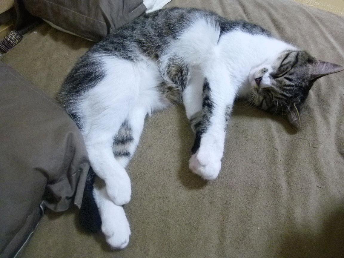 欧冠决赛之夜,切特用实力证明自己