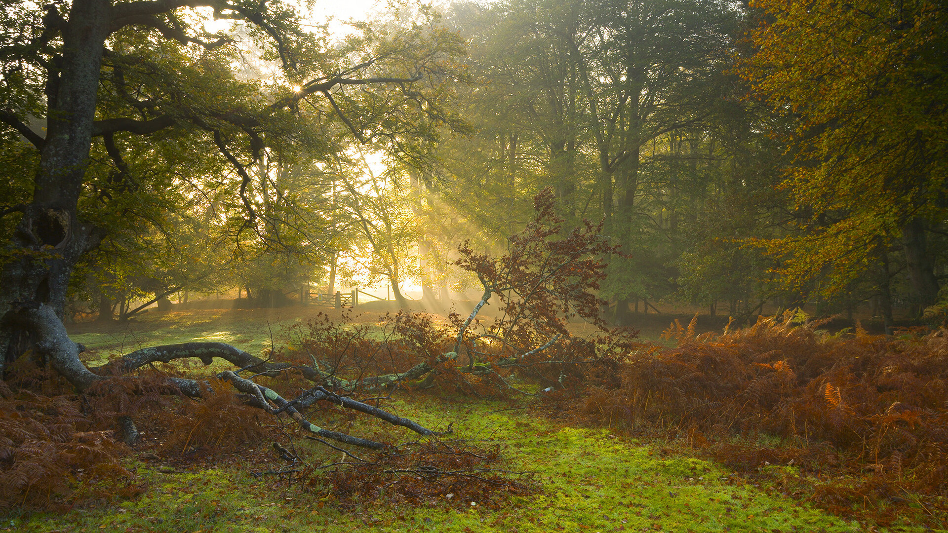 阿什拉夫赛后评分拉满的背后,伊朗足球如何以团队炼金术完胜芬兰